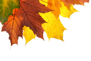 maple leafs over  white