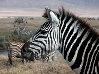 Zebra