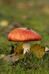 Autumn scene: toadstool