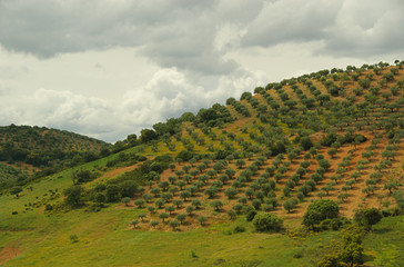 Olivenbaum - olive tree 53