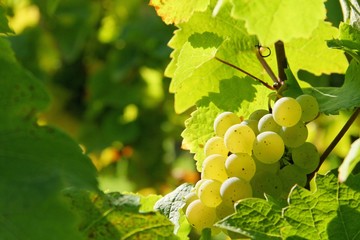 Weinrebe