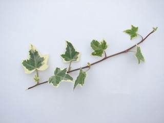 lierre