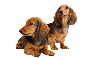 Two longhair dachshund puppies