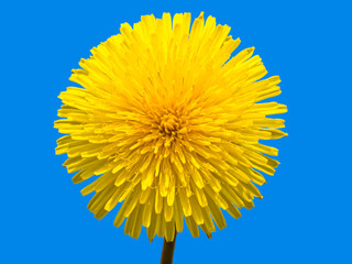 Macro of yellow dandelion against an intense clear blue sky.