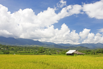 Green paddy field in the north of Thailand