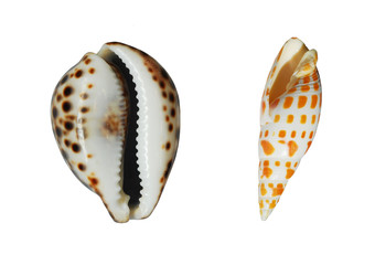 Shells