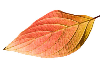 Macro of autumn leaf isolated on white
