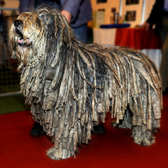Pedigree Bergamasco (Bergamese Shepherd)  sheep dog
