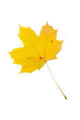 Yellow leaf