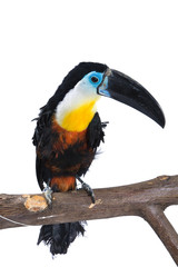 beautiful colorful toucan on the branch on white