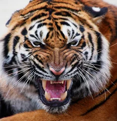 Foto op Plexiglas close-up tijgergezicht blote tanden Tijger Panthera tigris altaica © Ludmila