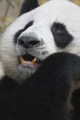 Obraz premium close-up of giant panda bear eating bamboo
