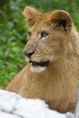 portrait of young lion cub