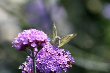 White butterfly on plant