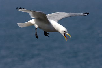 Möwe