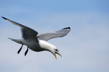 Möwe