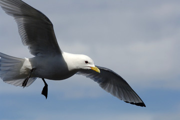 Möwe