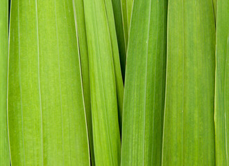 Leaves of a flower of a gladiolus