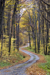 Obraz premium Autumn landscape