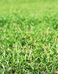 Fototapeta premium grass