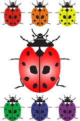 ladybird