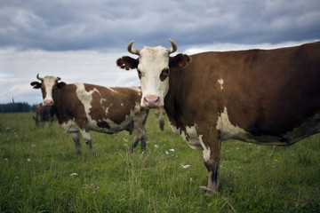 Naklejka na ściany i meble cows in nature on blue sky and green grass
