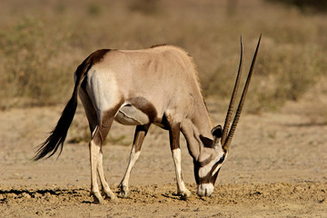 Gemsbok antelope (Oryx gazella), Kalahari desert, South Africa