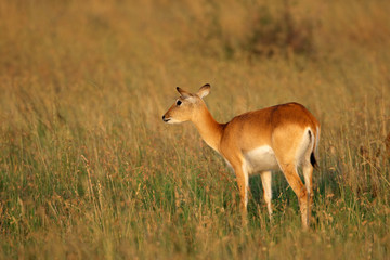 Naklejka na ściany i meble Female red lechwe antelope (Kobus leche), southern Africa