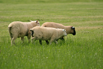 Sheep grazing on lush green pasture