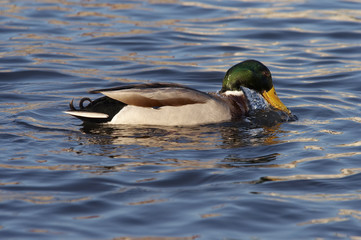 duck floating on the water and tasting water