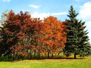 Fototapeta na wymiar Two red trees and one green