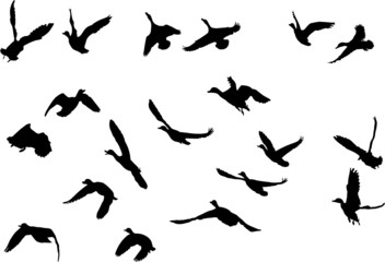 Fototapeta na wymiar kaczki krzyżówki sylwetki latających, kolekcja dla projektantów