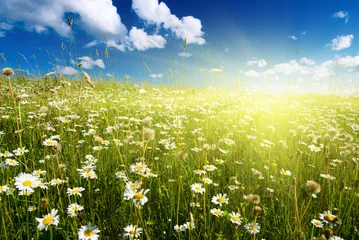 Stickers pour porte Printemps field of daisies and perfect sky