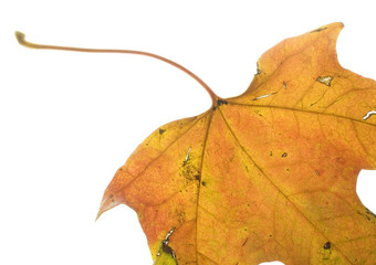 autumn leaf in color with lots of scars