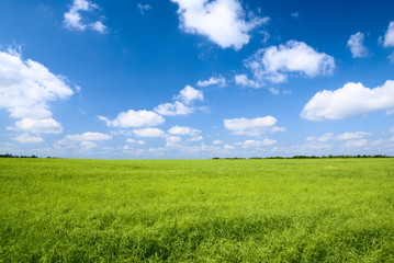 field of flax and blue sky