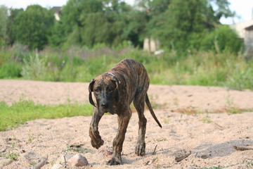 le dogue allemand qui marche