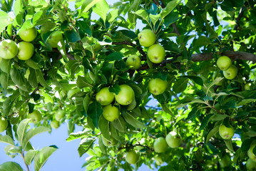 apple tree and green apple