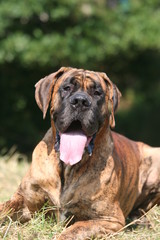 dogue allemand vu de près à la langue bien pendue