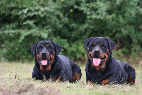 couple de rottweiler dans le jardin