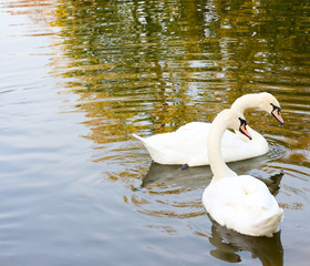 Two swan on water for your design