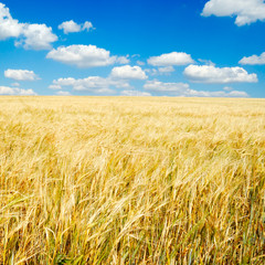 Wheaten field and the blue sky