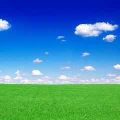 Fototapeta premium meadow covered by a grass and a flowers