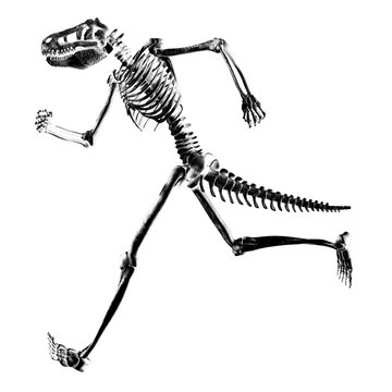 Skelett 081113 3