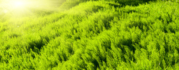 sunset and green spring grass