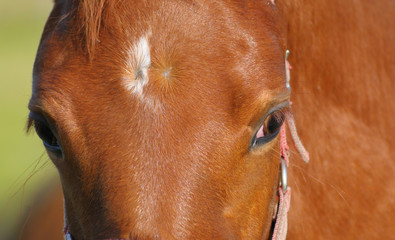the portrait of sorrel foal