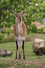 Fototapeta premium kague flats lechwe