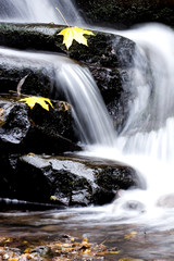 Autumn stream