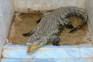 crocodile du Nil