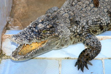 machoire du crocodile