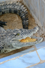 crocodile du Nil